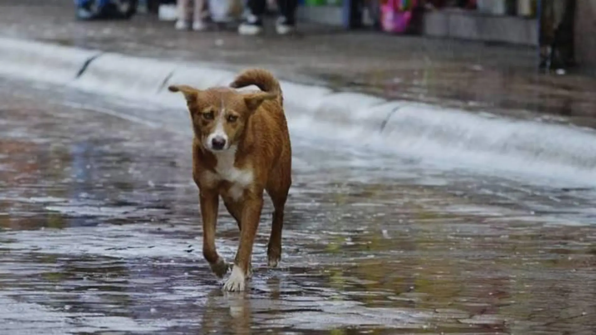 PERRO archivo